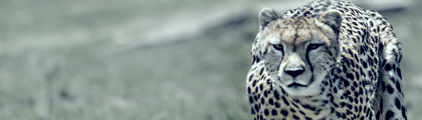 A Cheetah: As fast, flexible and forward-thinking as SenEx.