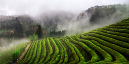 Tea plantation in China / (c) Tukuppt.com